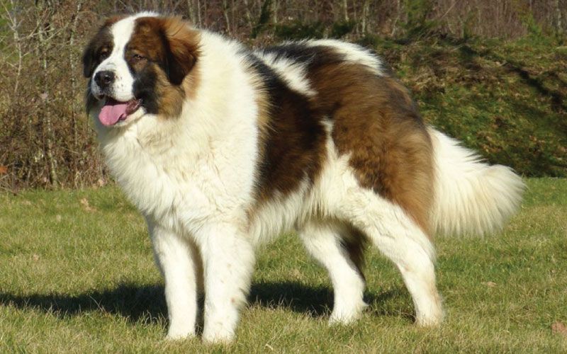 Tornjak - obilježja i karakteristike pasmine | ZOOCITY