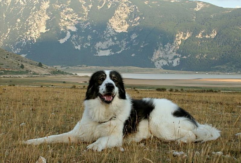 Tornjak - predivan, autohtoni pas, čuvar stada i obitelji - Frendica.online